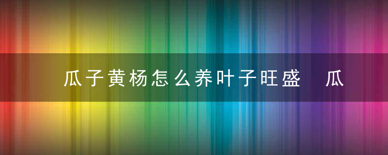 瓜子黄杨怎么养叶子旺盛 瓜子黄杨如何养叶子旺盛